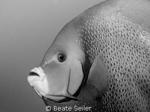 Angelfish in B/W by Beate Seiler 